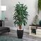 5.5ft. Potted Raphis Palm Tree in Black Decorative Planter
